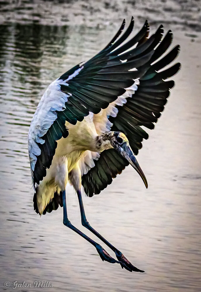Wood stork in flight over water, displaying wings and long legs.