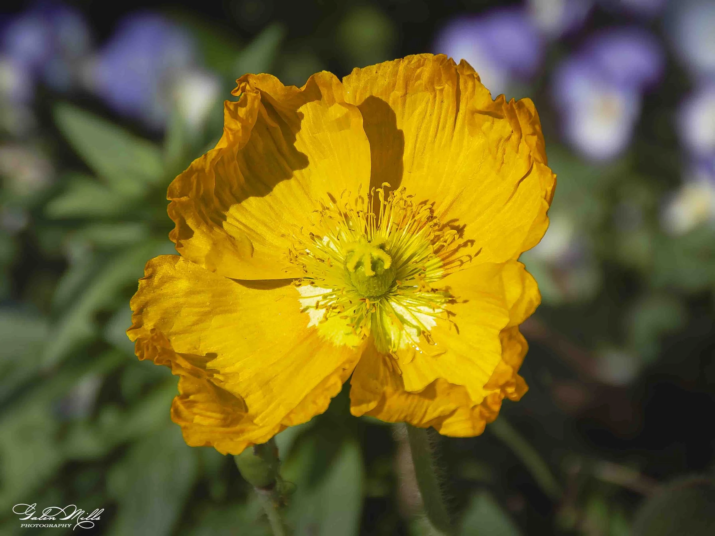 A close-up photo of a yellow poppy flower with wrinkled petals and visible stamens, set against a blurred green background.