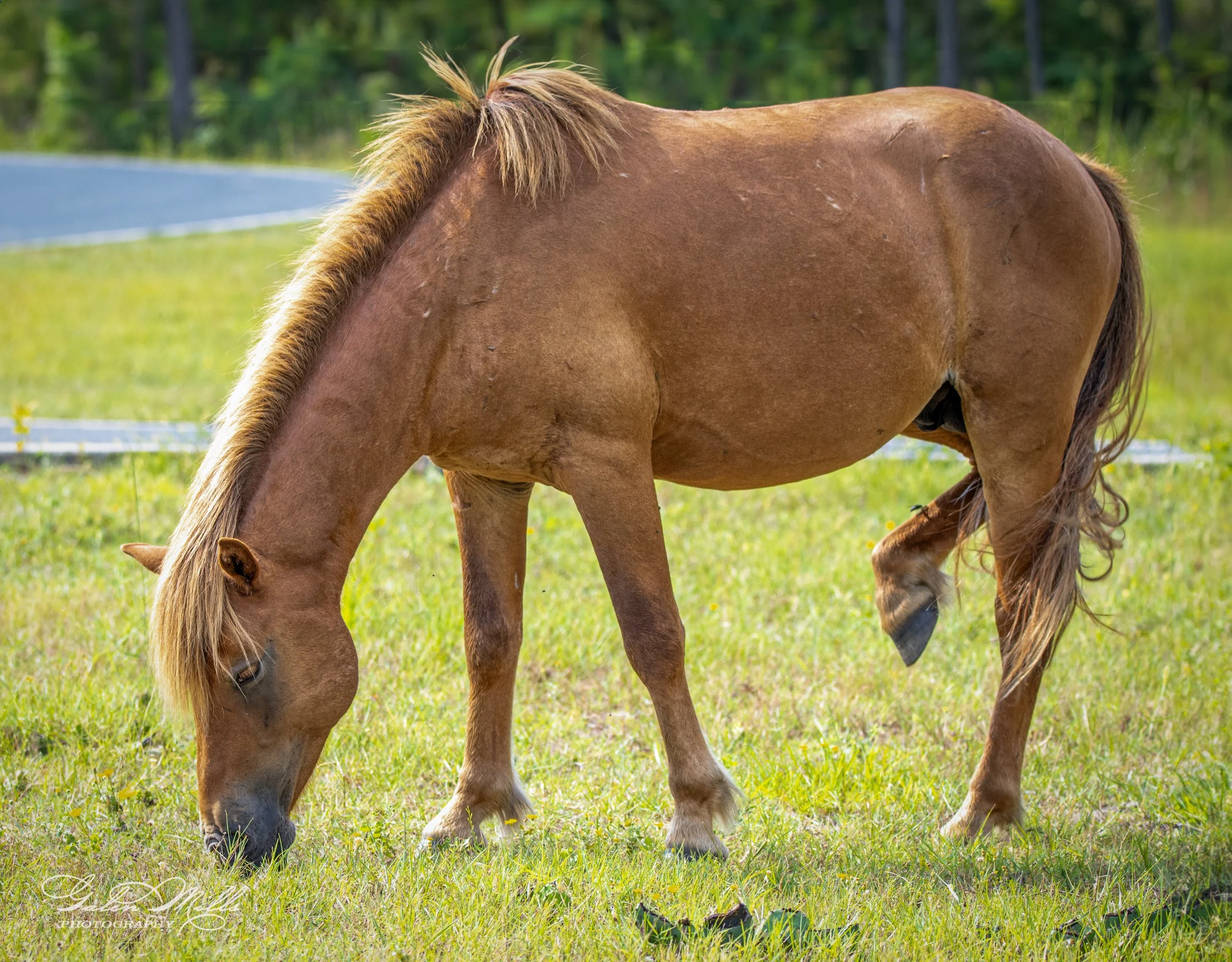 A brown pony with a light mane grazing on grass in a grassy field.