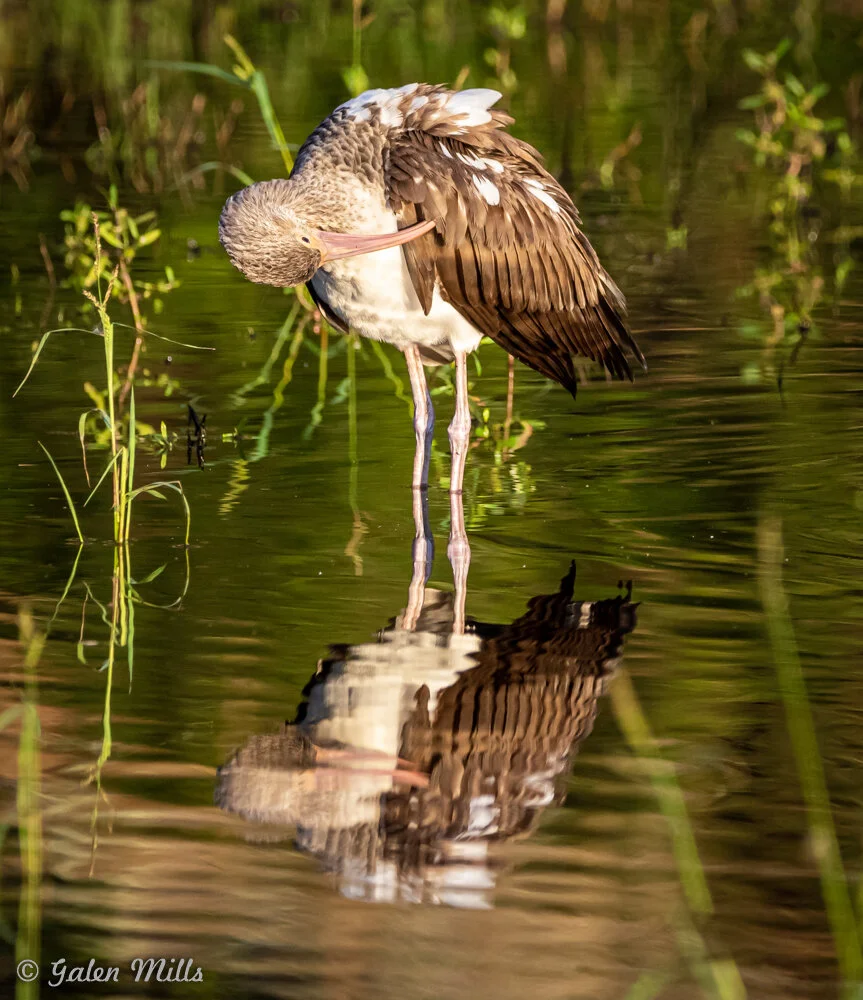 Bird preening feathers in pond with reflection.