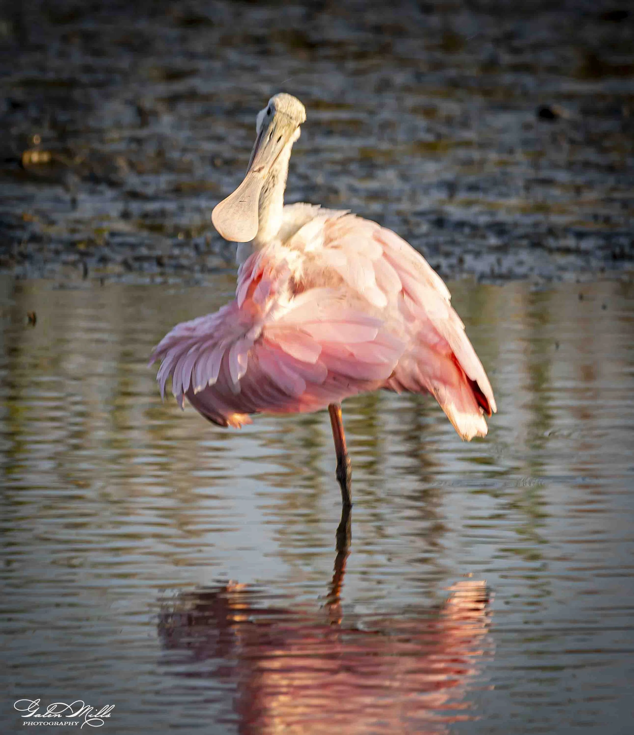 Water birds  Vert-11.jpg