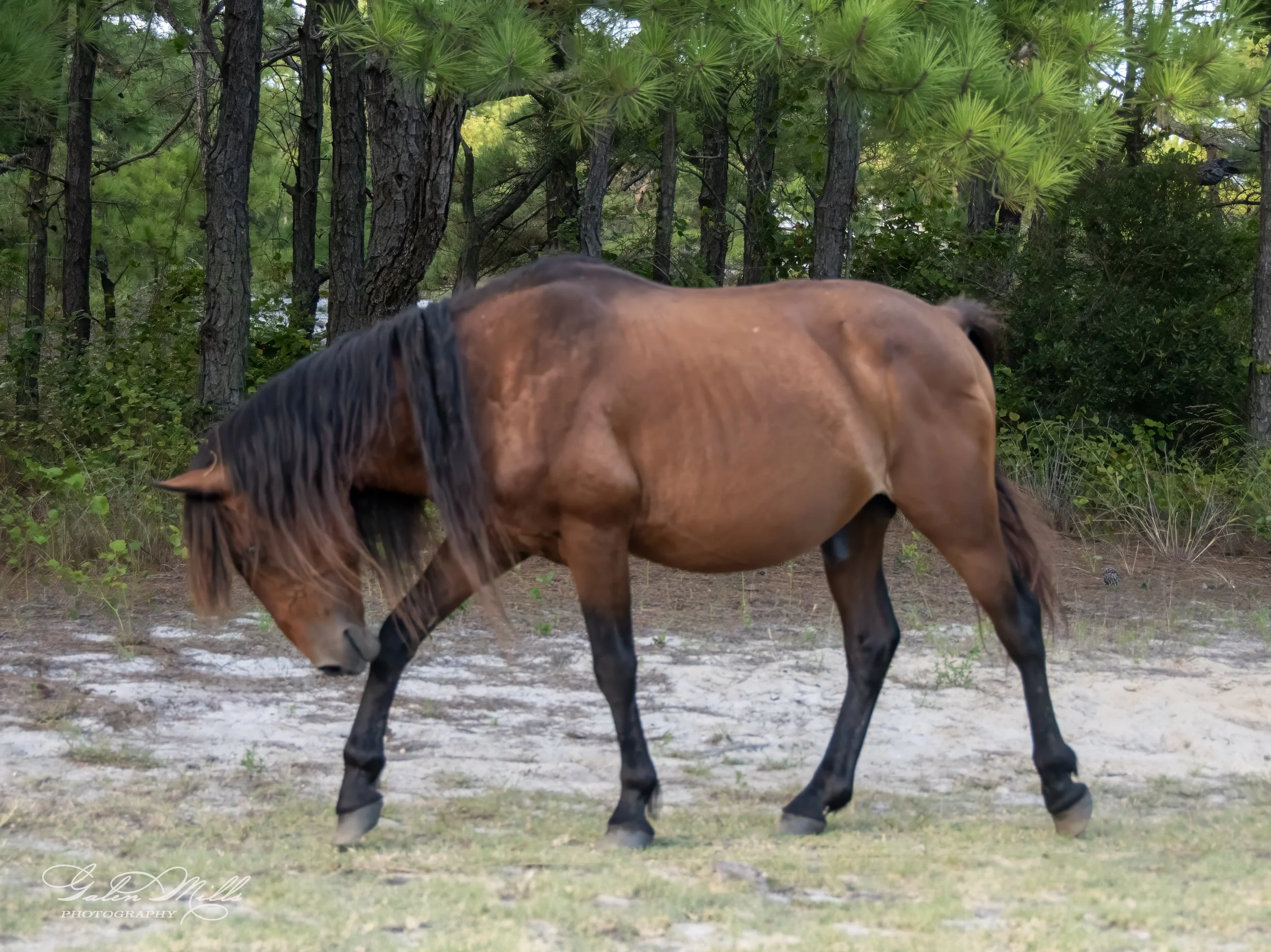 Wild horse grazing in a forest.