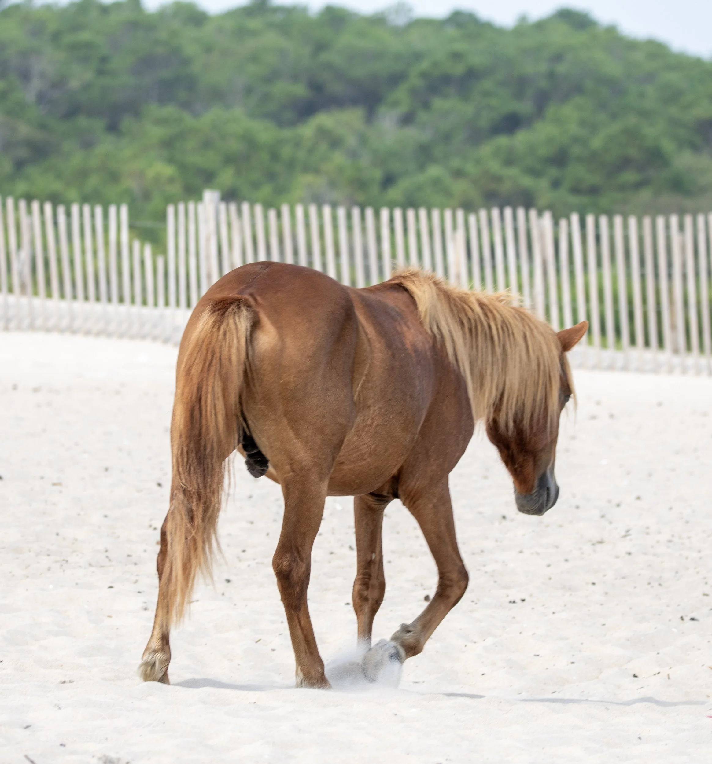 Wild horse walking on a sandy beach with a fence and trees in the background.