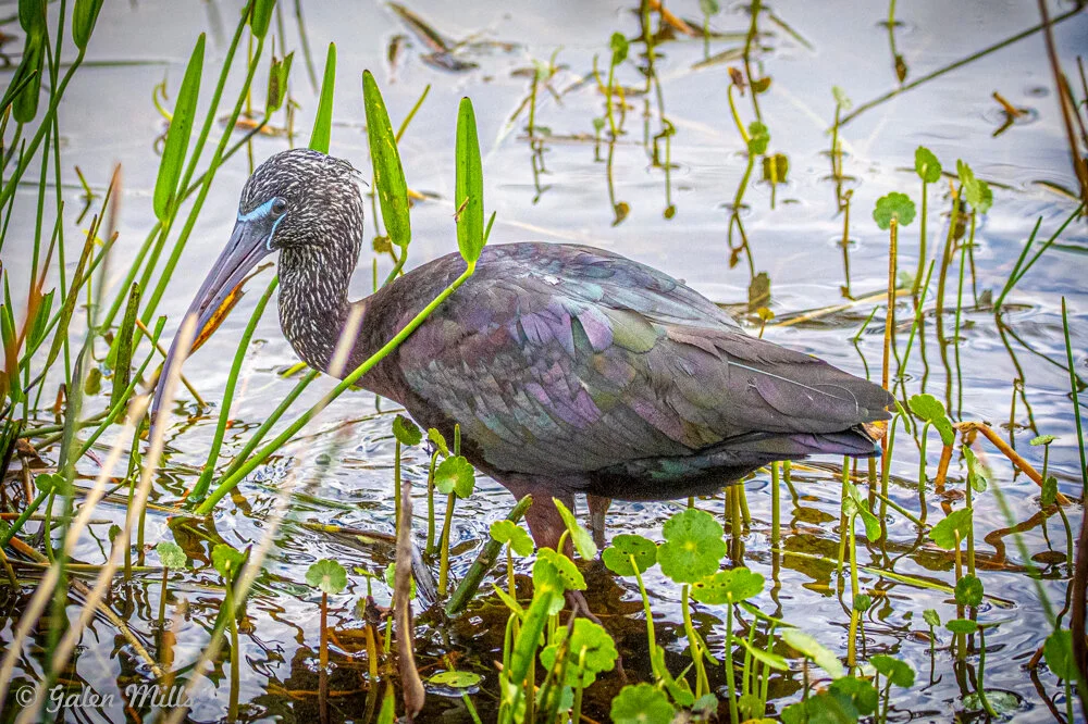 Limpkin wading in shallow water among green reeds and water plants.