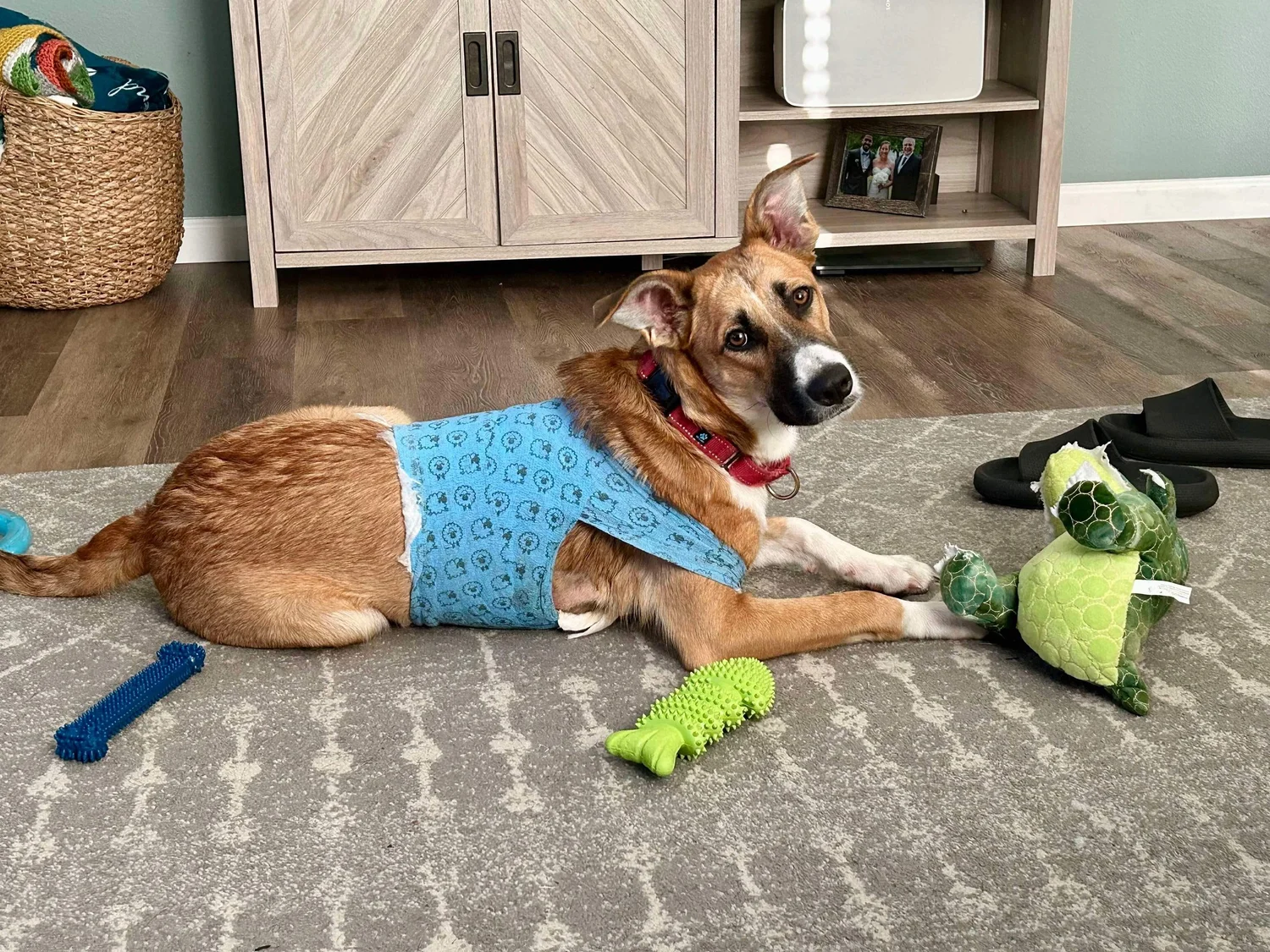 Riley's Rescue of Brevard