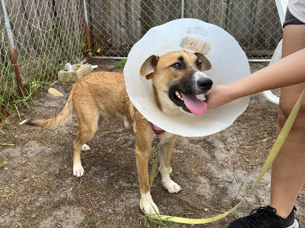 Riley's Rescue of Brevard