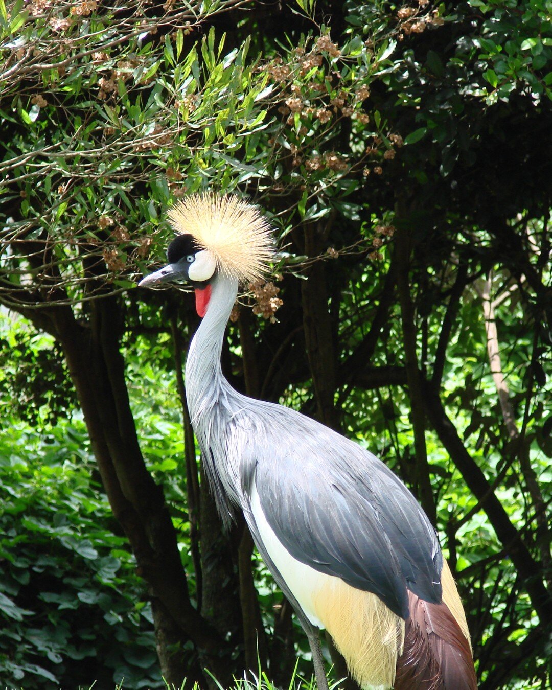 The Grey Crowned Crane

This incredible bird is the national bird of Uganda and can be found on the country's flag and coat of arms. 

When on safari with us in Uganda you will be sure to see lots of these incredible birds! 

Head online now to view 
