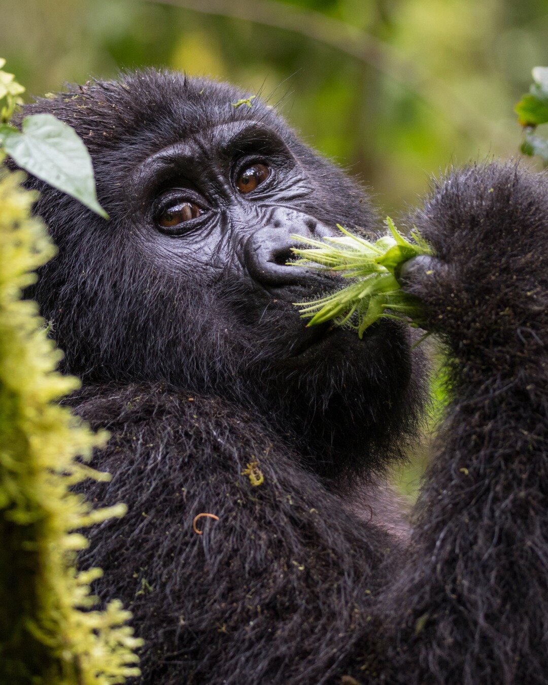 A once in a life time trip to see gorillas in Uganda! 

We can help you with this - contact us today!

#conservationmatterstravel #conservationmatters #travel #travelafrica #safari #conservation #wildlife #big5 #kenya #holiday #gapyear #beach #marine