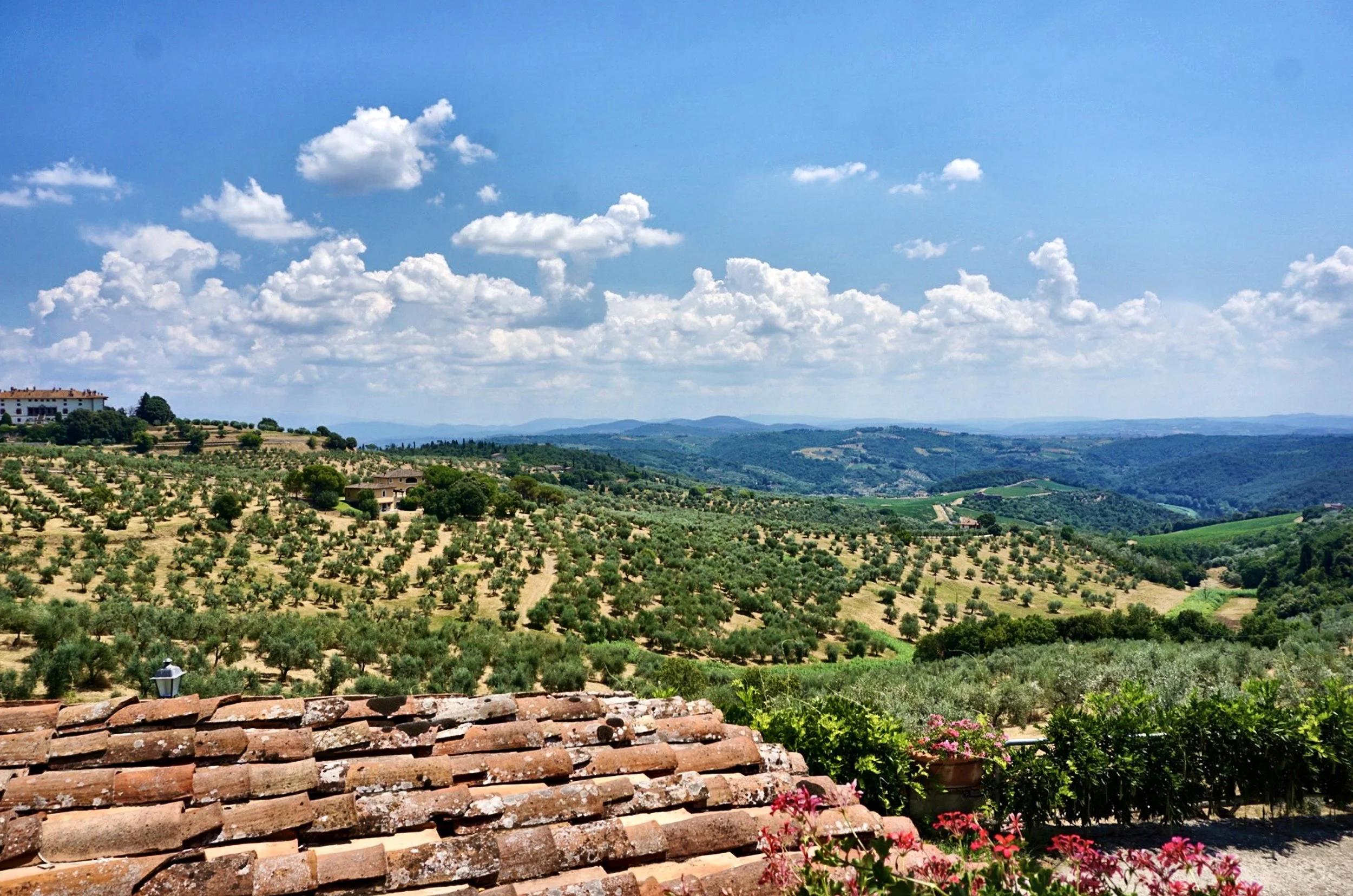 11_olive-groves.jpg