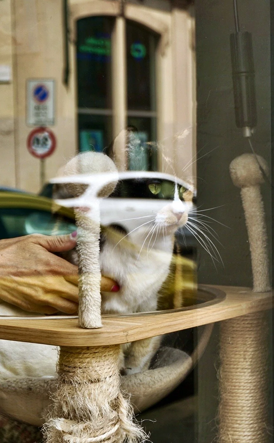 13_cafe-cat.jpg
