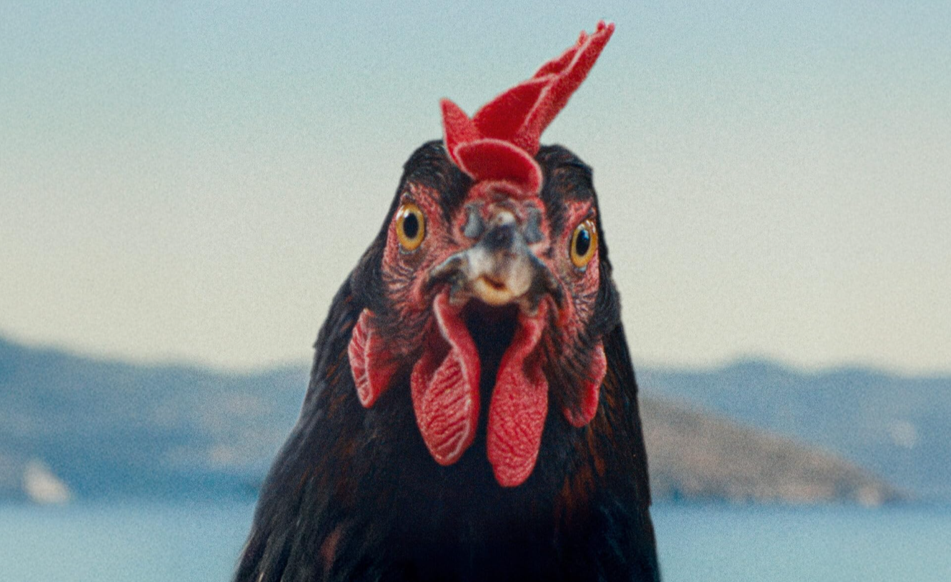 World Cinema presents…Hen