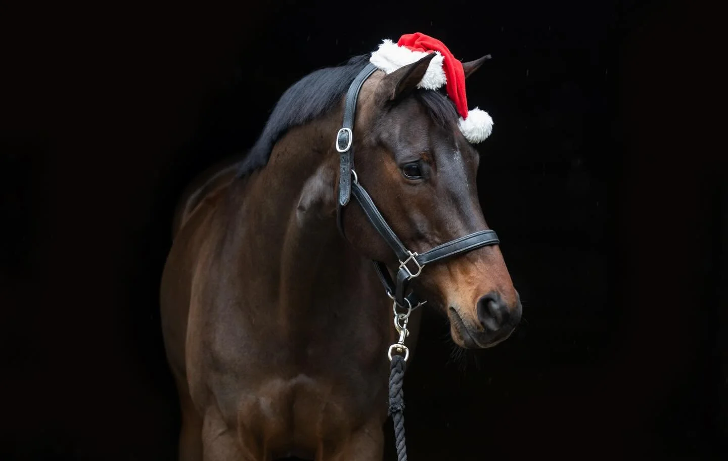 Merry Christmas and Happy Holidays from my family to yours 🤍 

📸 magic credited to @photosbyhermes because if you think Joie stood this close to geldings and posed with a Santa hat on her head you would be wrong, but  Lisa made these look amazing🤍