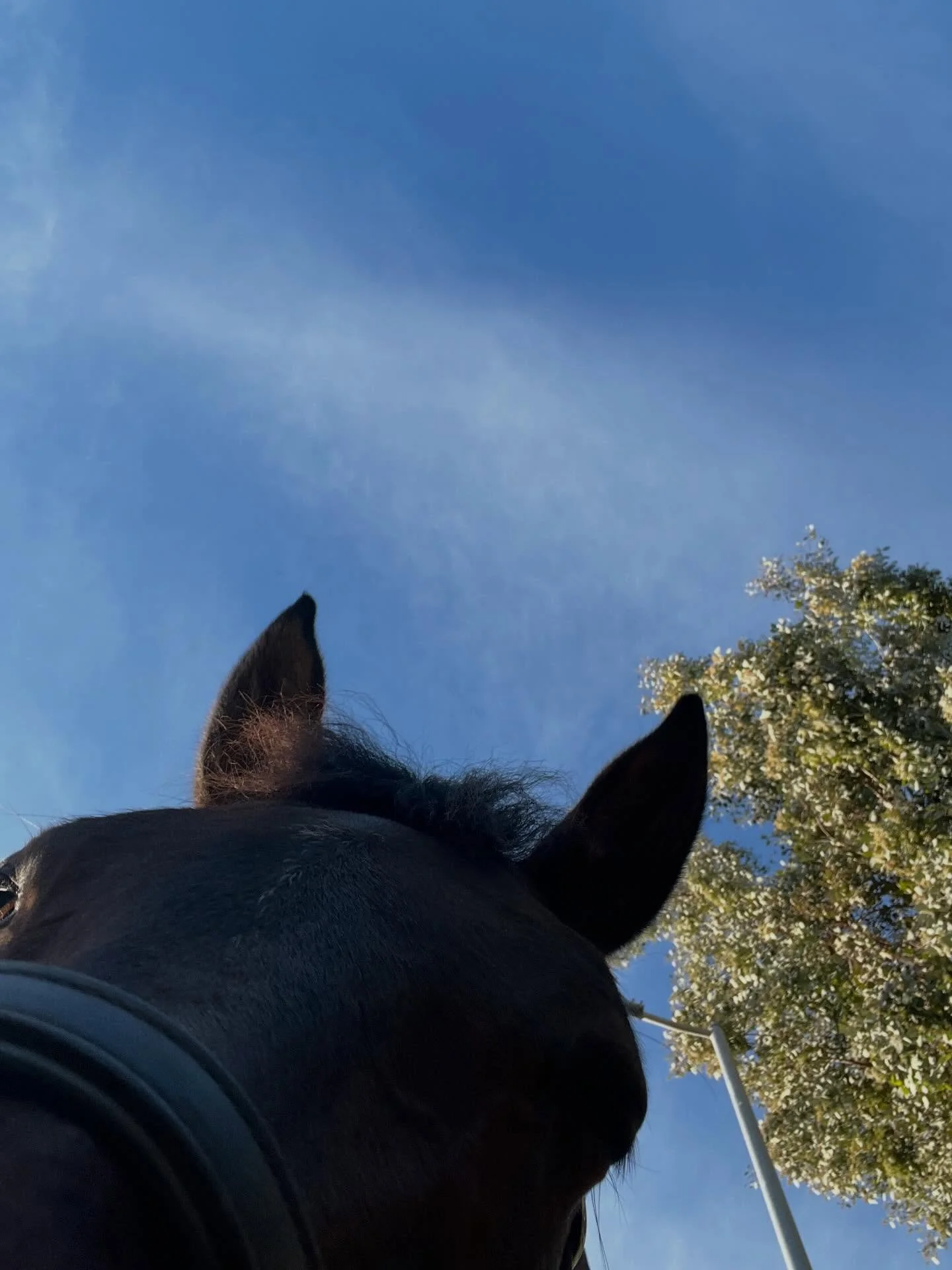 POV: you&rsquo;re a blade of grass about to get Joie chomped.

#dressage #dressagetraining #dressagerider #dressagehorse #kwpmmare