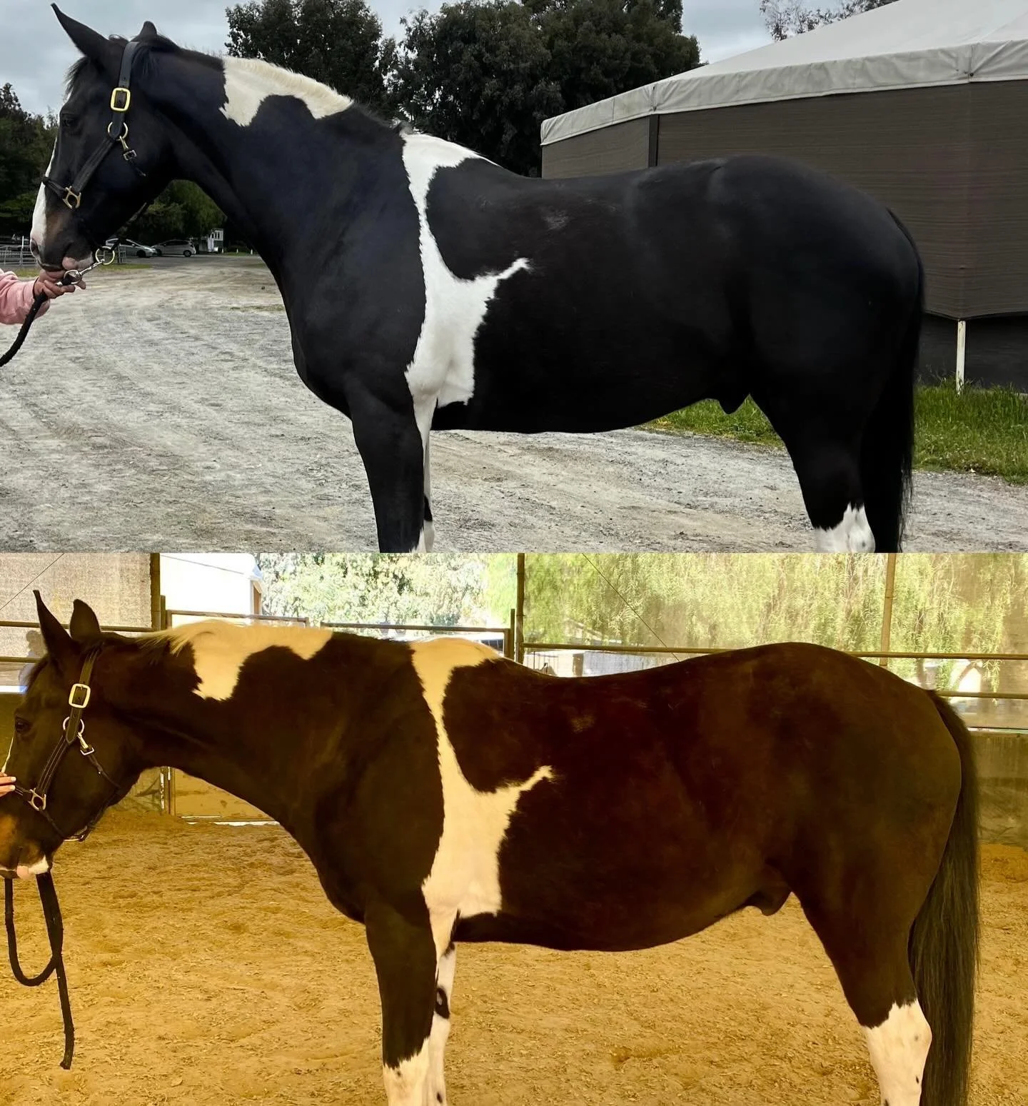 The power of groundwork. This transformation did not happen under saddle. This is all groundwork.

This horse has spent many months in a postural rehab program with me, entirely from the ground. No riding, but very intentional groundwork allowing the