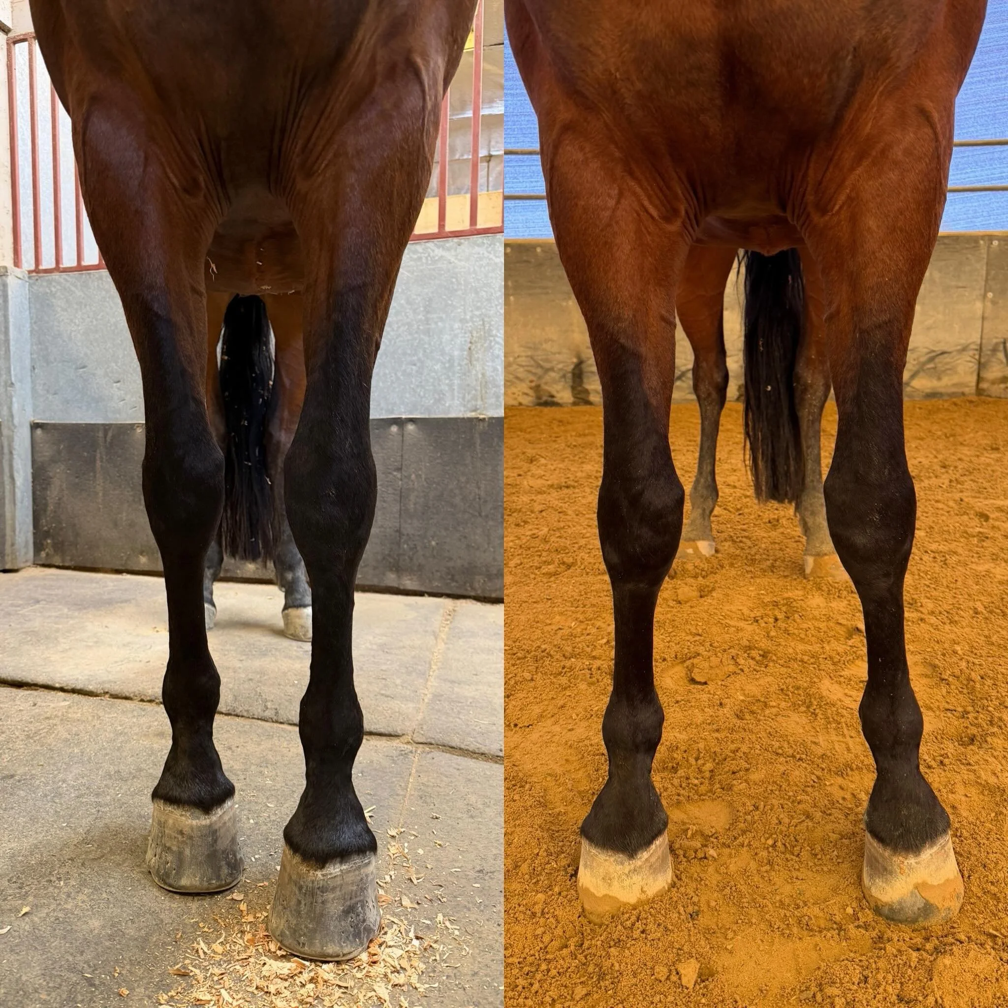 Confirmation vs. posture. These photos were taken 40 minutes apart on the same day, with the same horse, before and after a ground work session. The horse was not stood up for the photo, this is their posture of choice before and after work. 

I am r