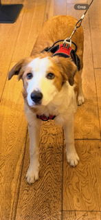 Dottie