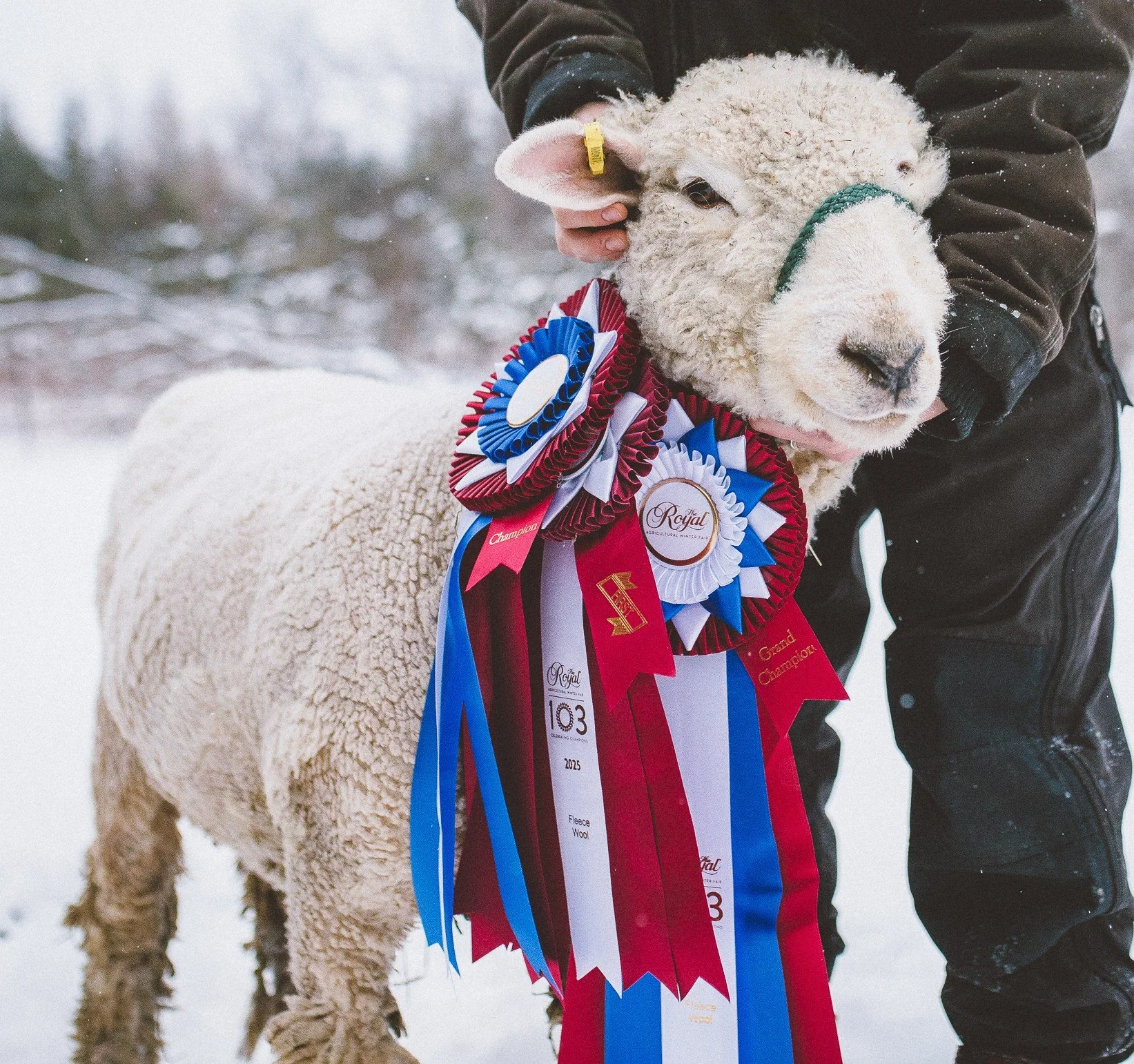 'The Queen', 2025 Grand Champion Fleece at the Royal Agricultural Winter Fair.