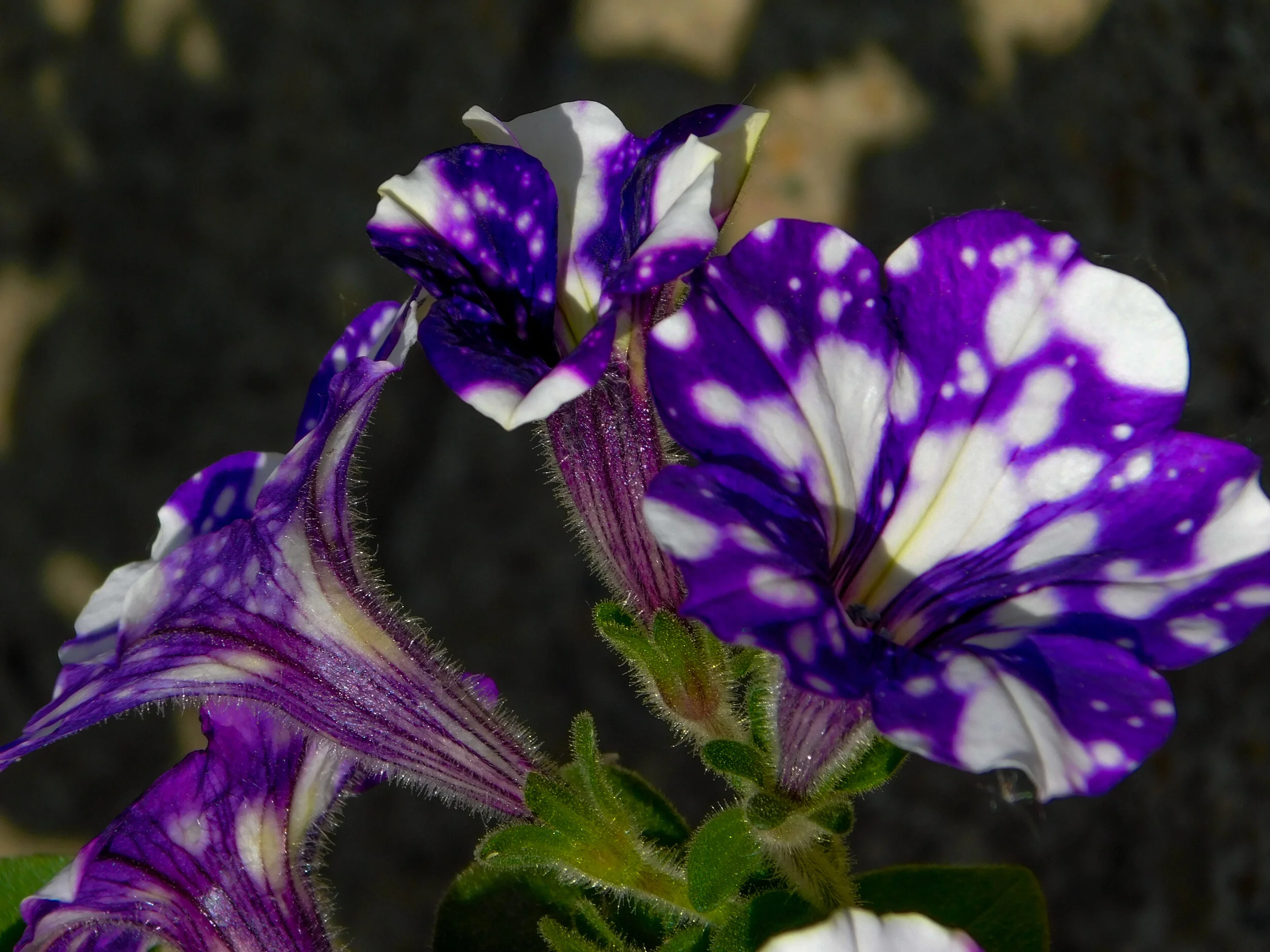 DSCN4531.jpg