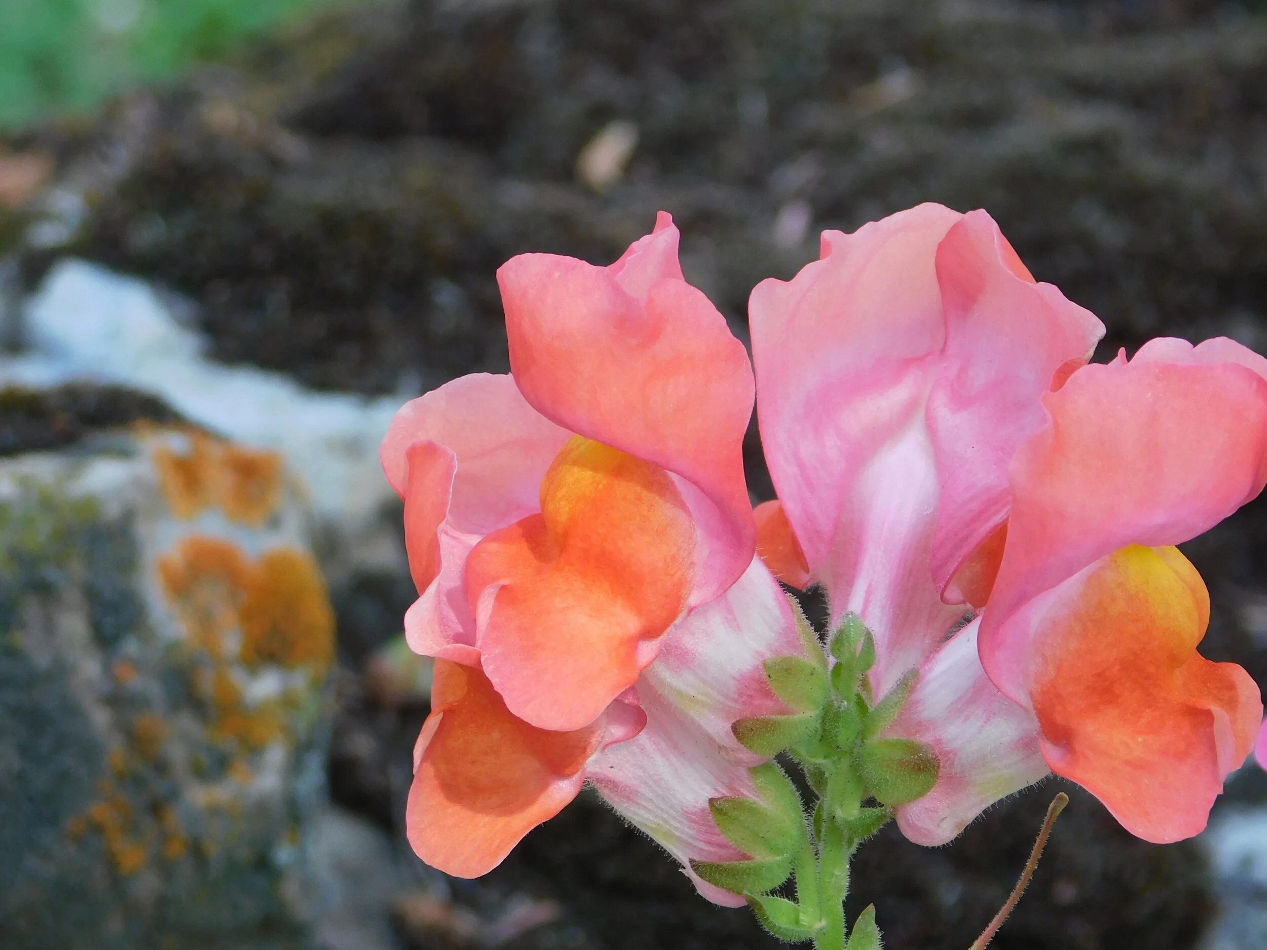 DSCN2259.JPG