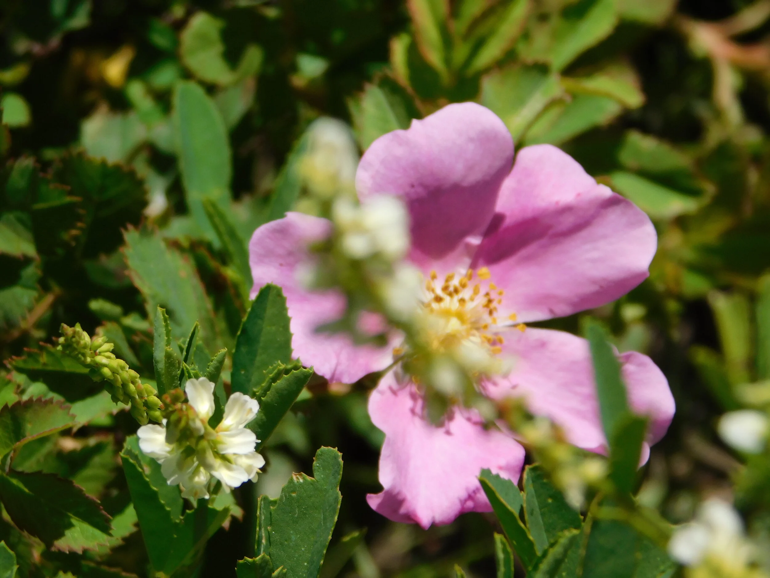 DSCN4669.JPG
