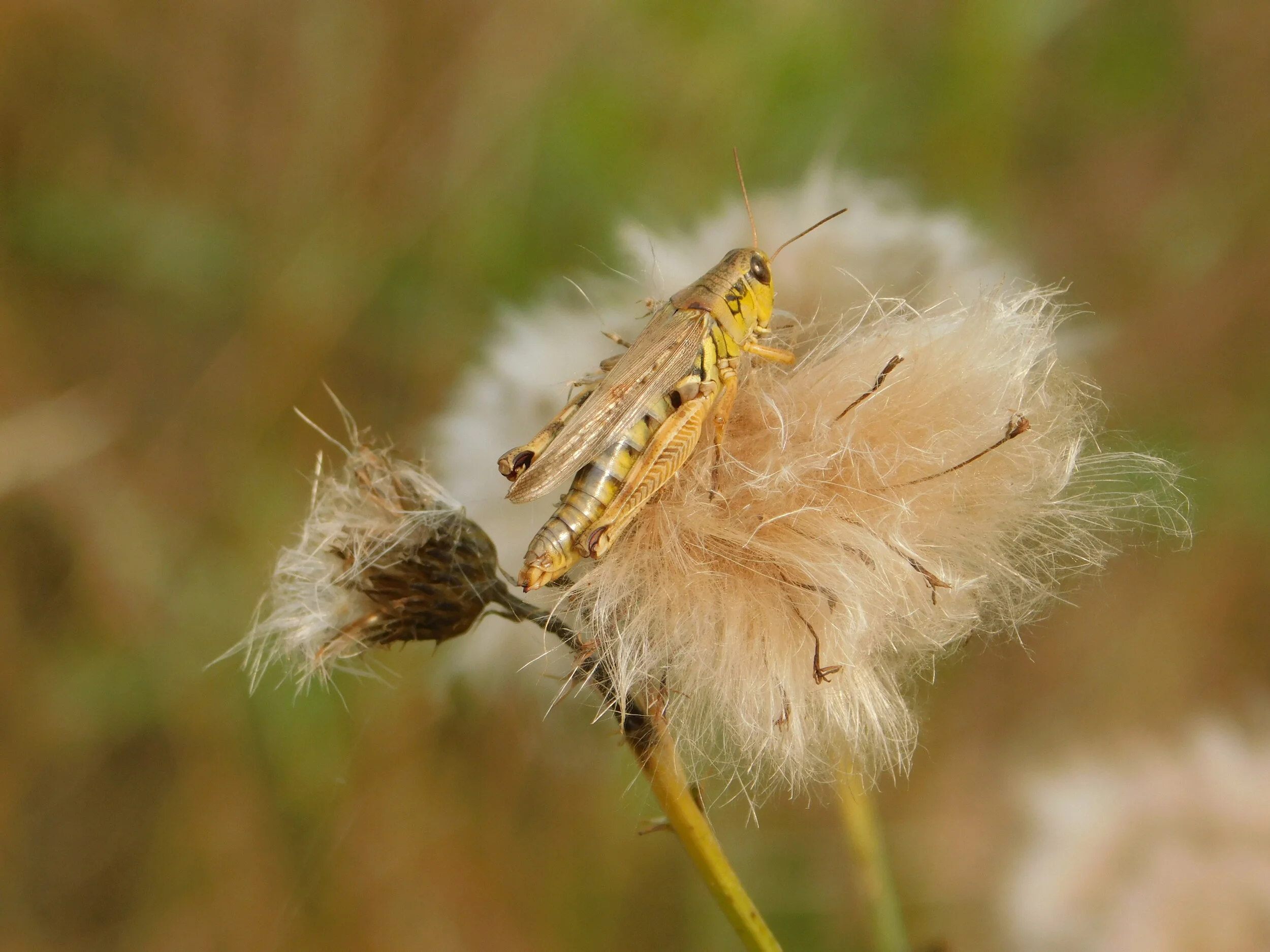 DSCN2916.JPG
