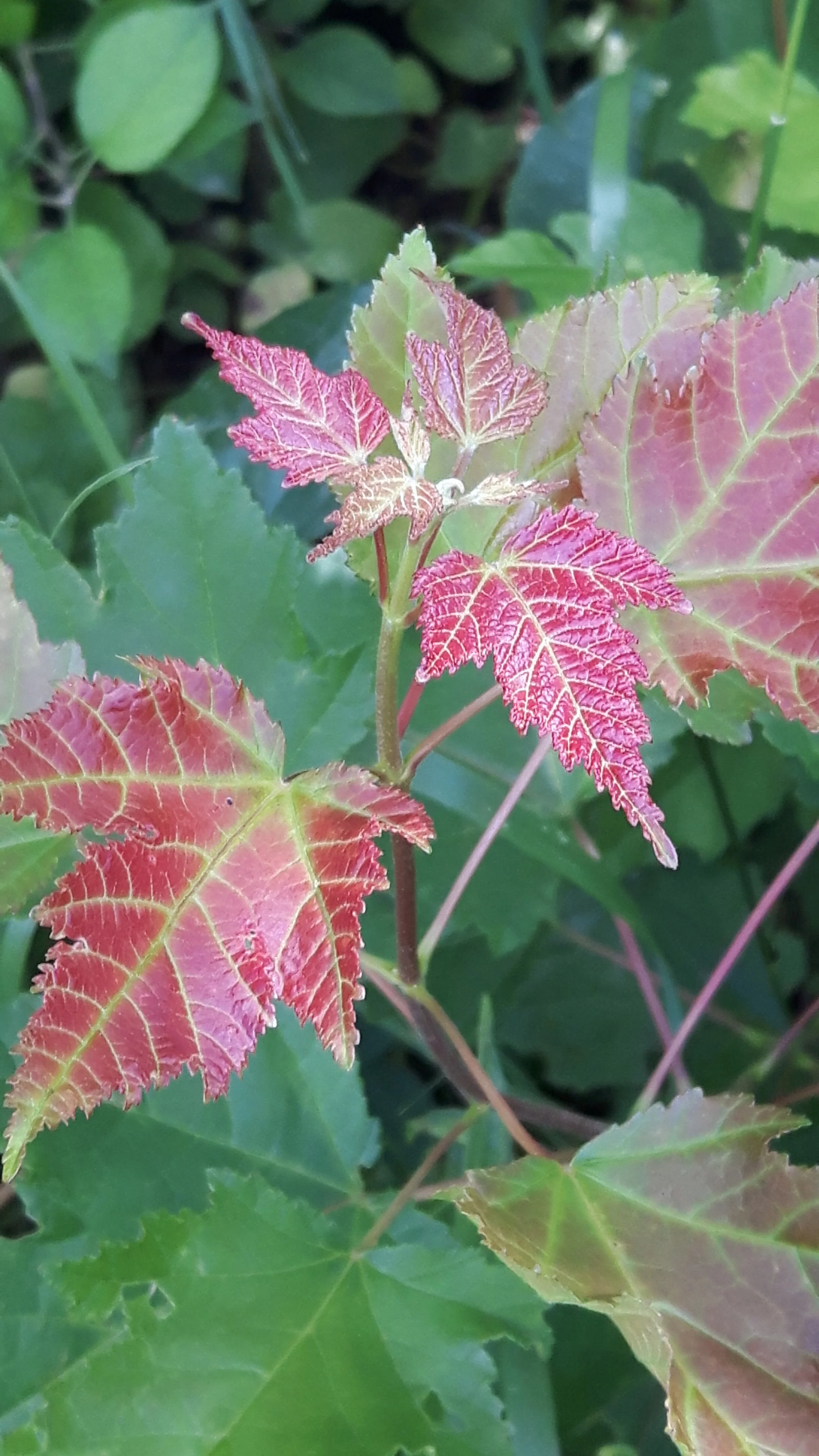 20160702_142347.jpg