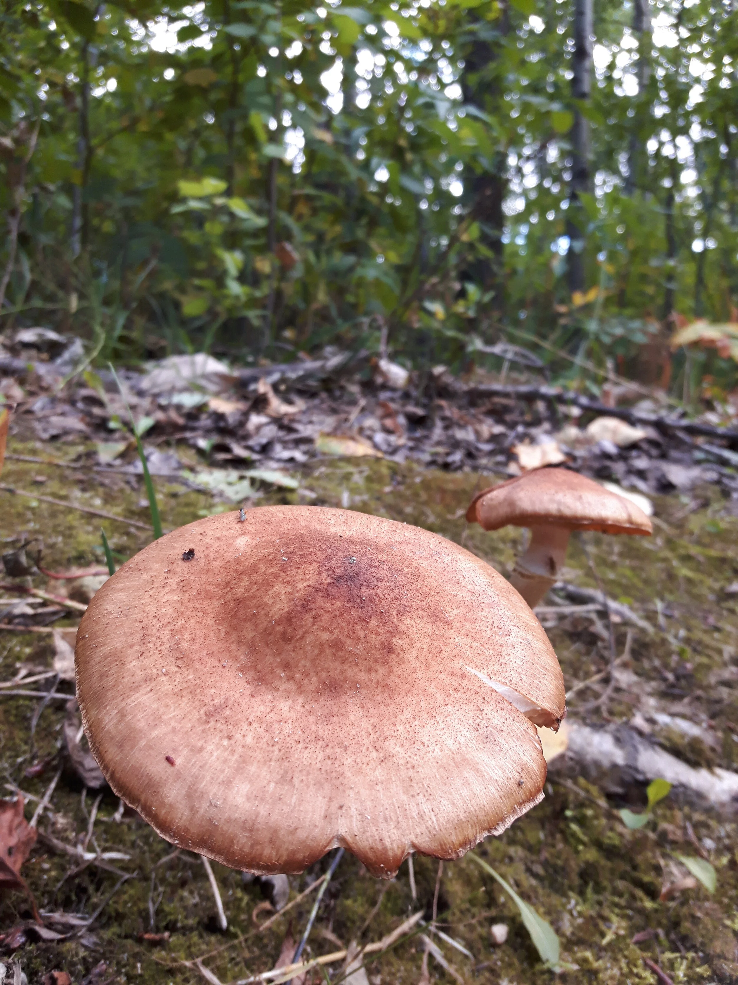 20170910_150506.jpg