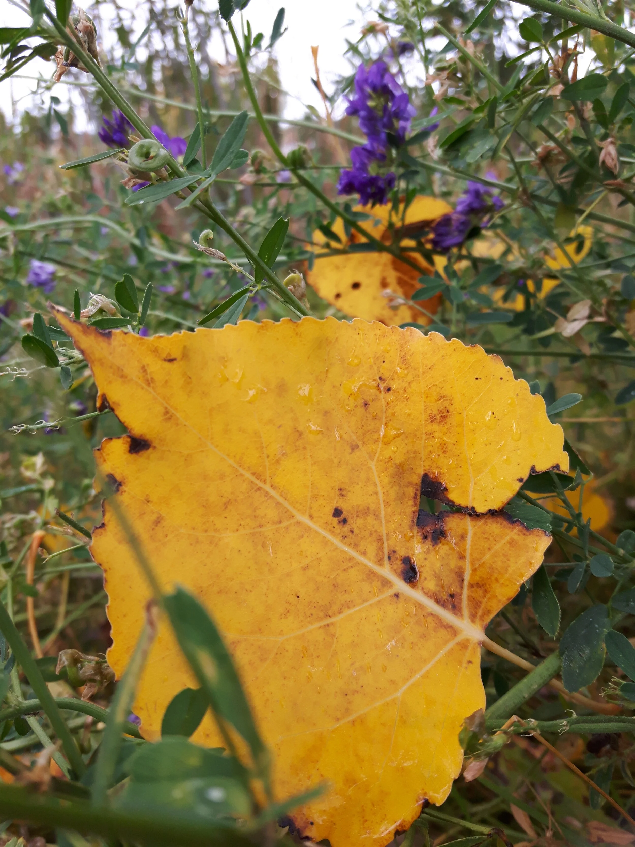 20170914_104715.jpg