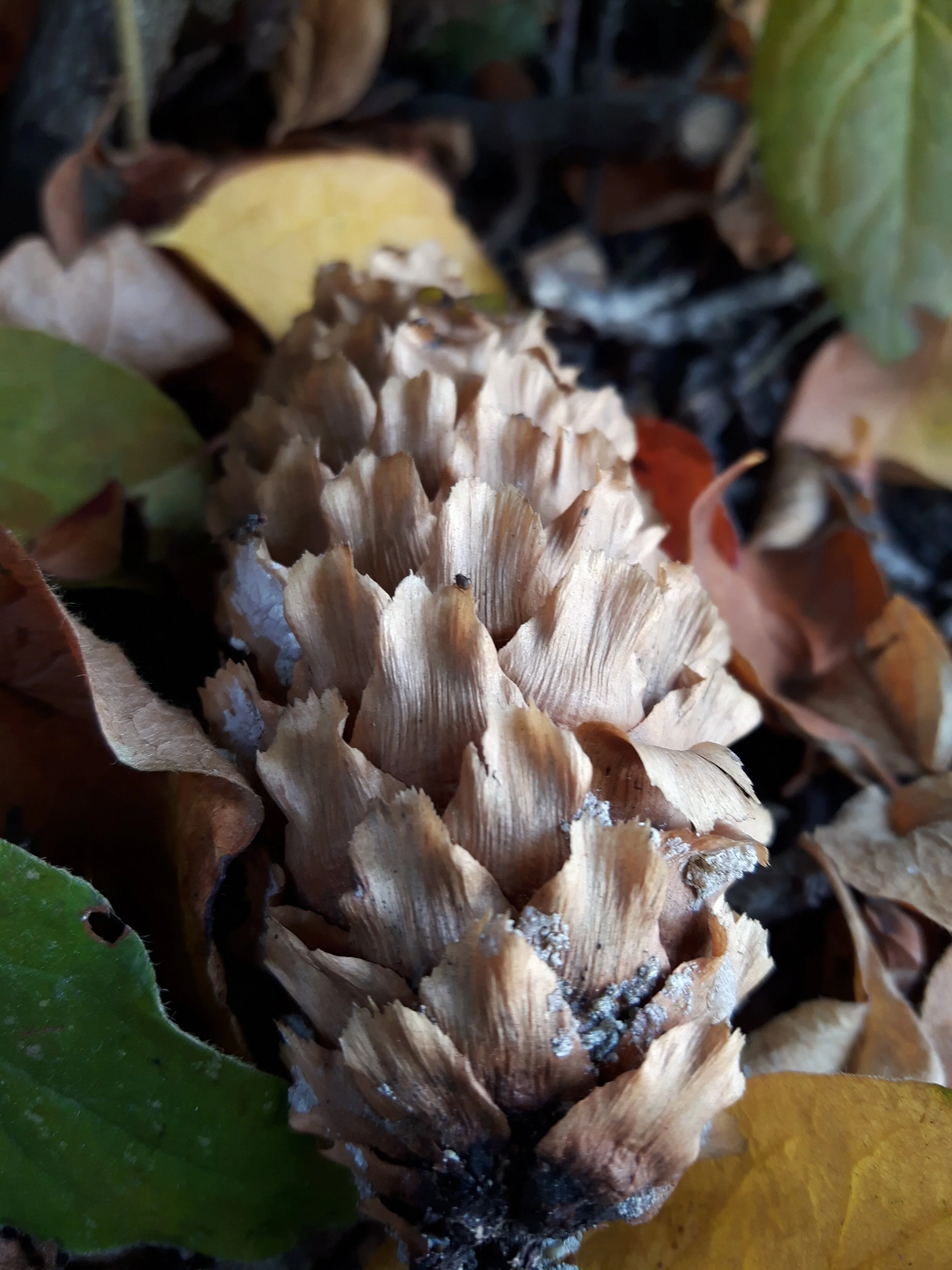 20171015_115253.jpg