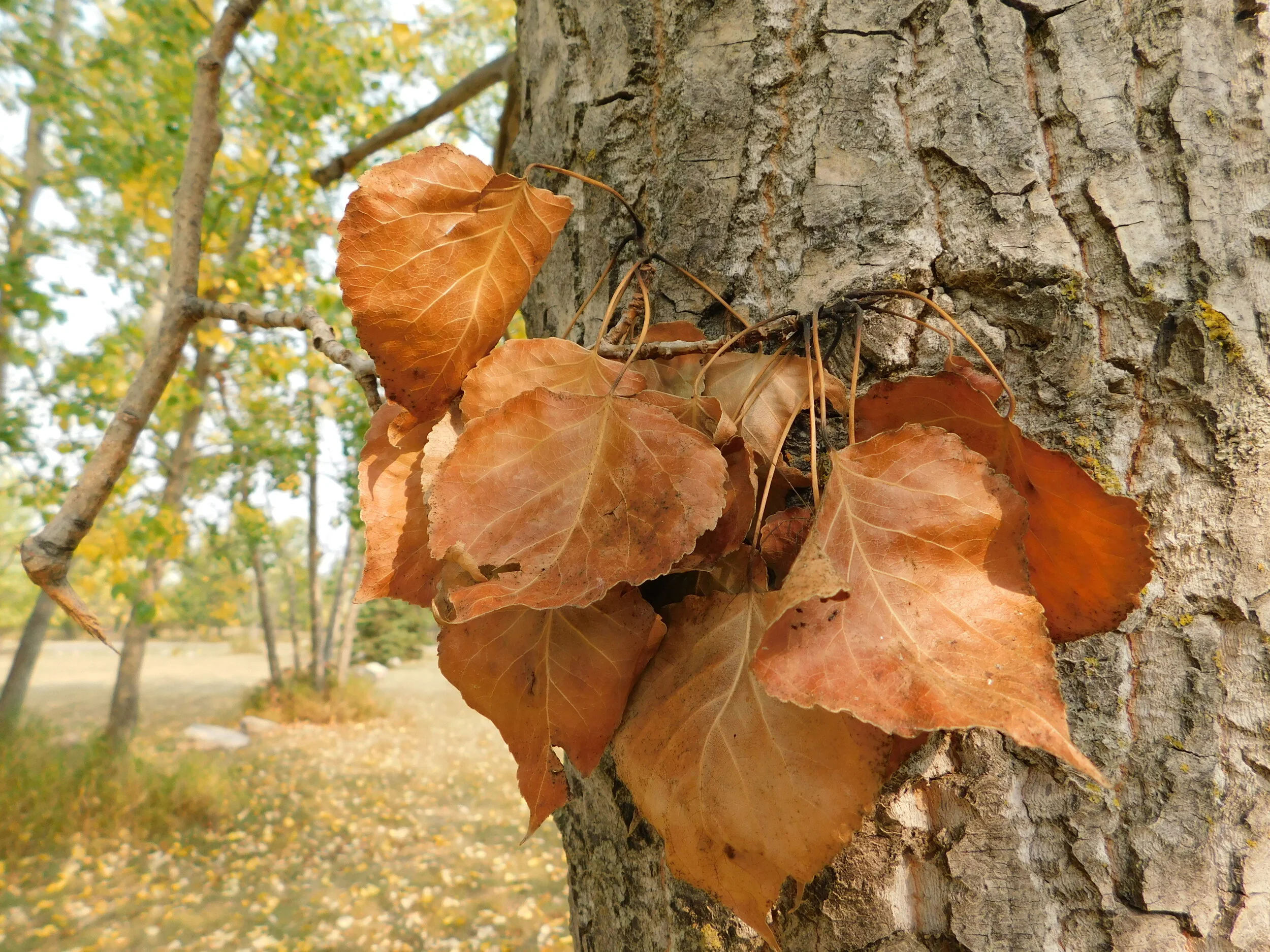 DSCN2835.JPG