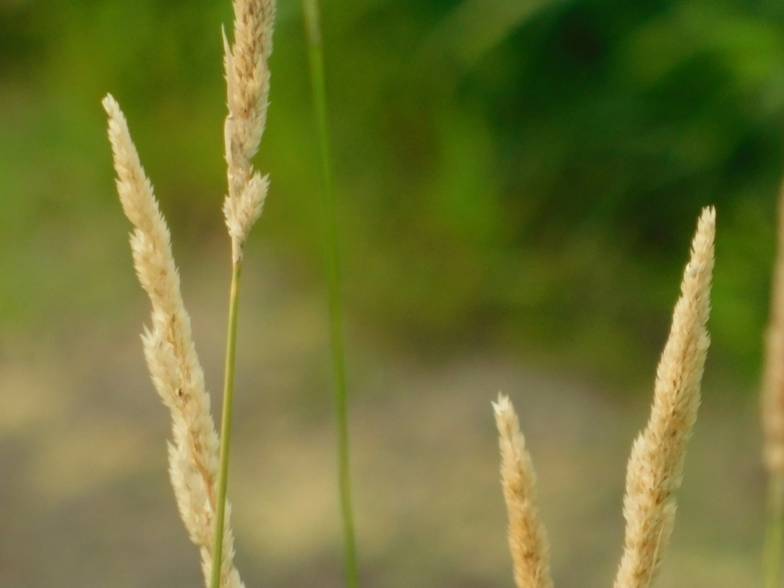 DSCN5239.JPG