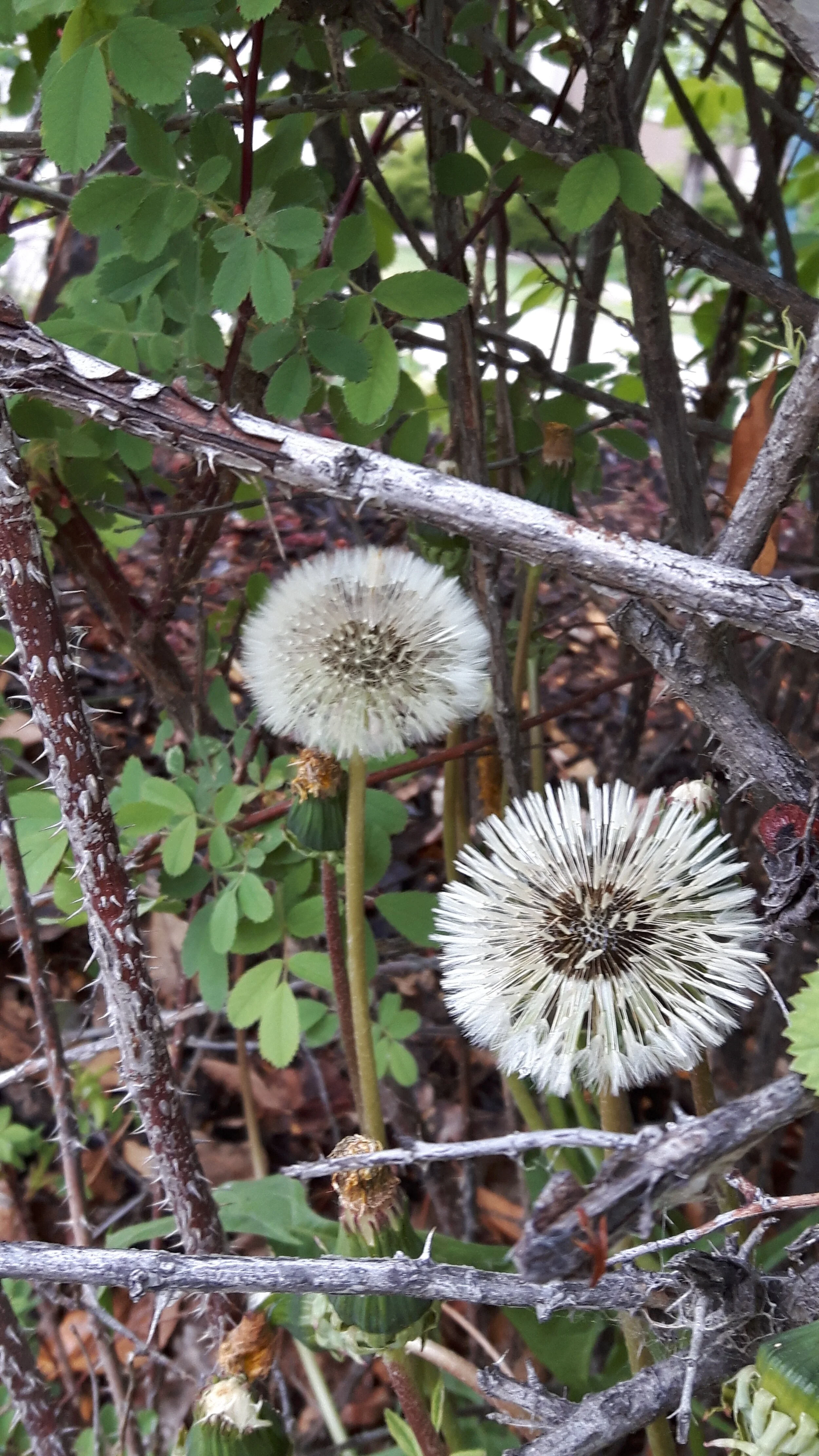 20160521_124547.jpg