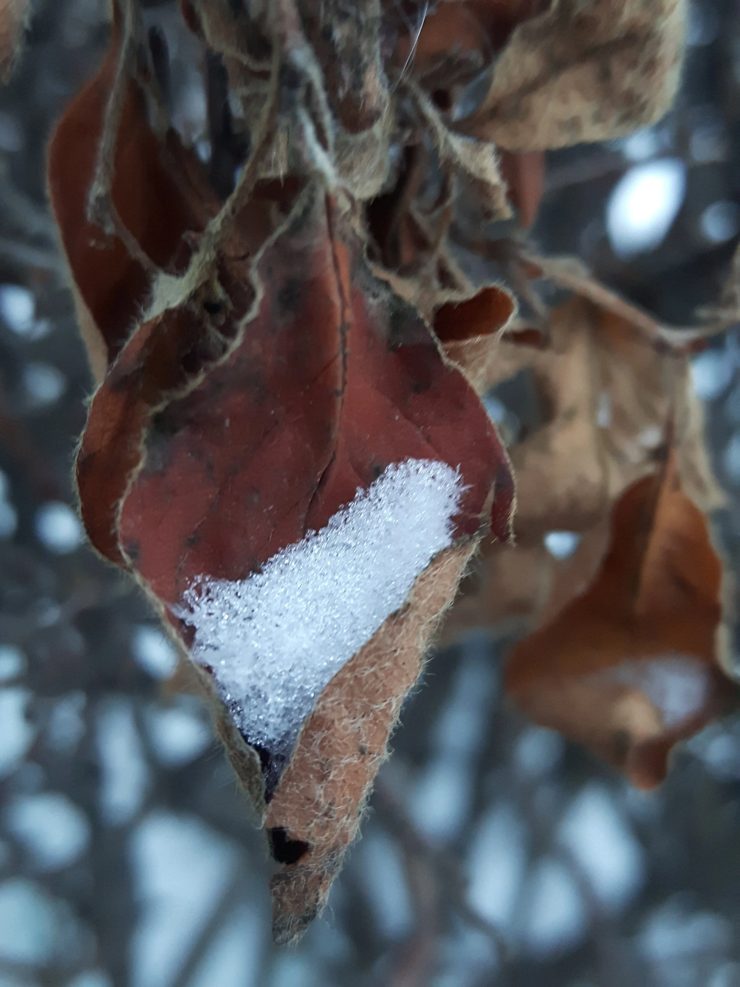 20171116_161133.jpg