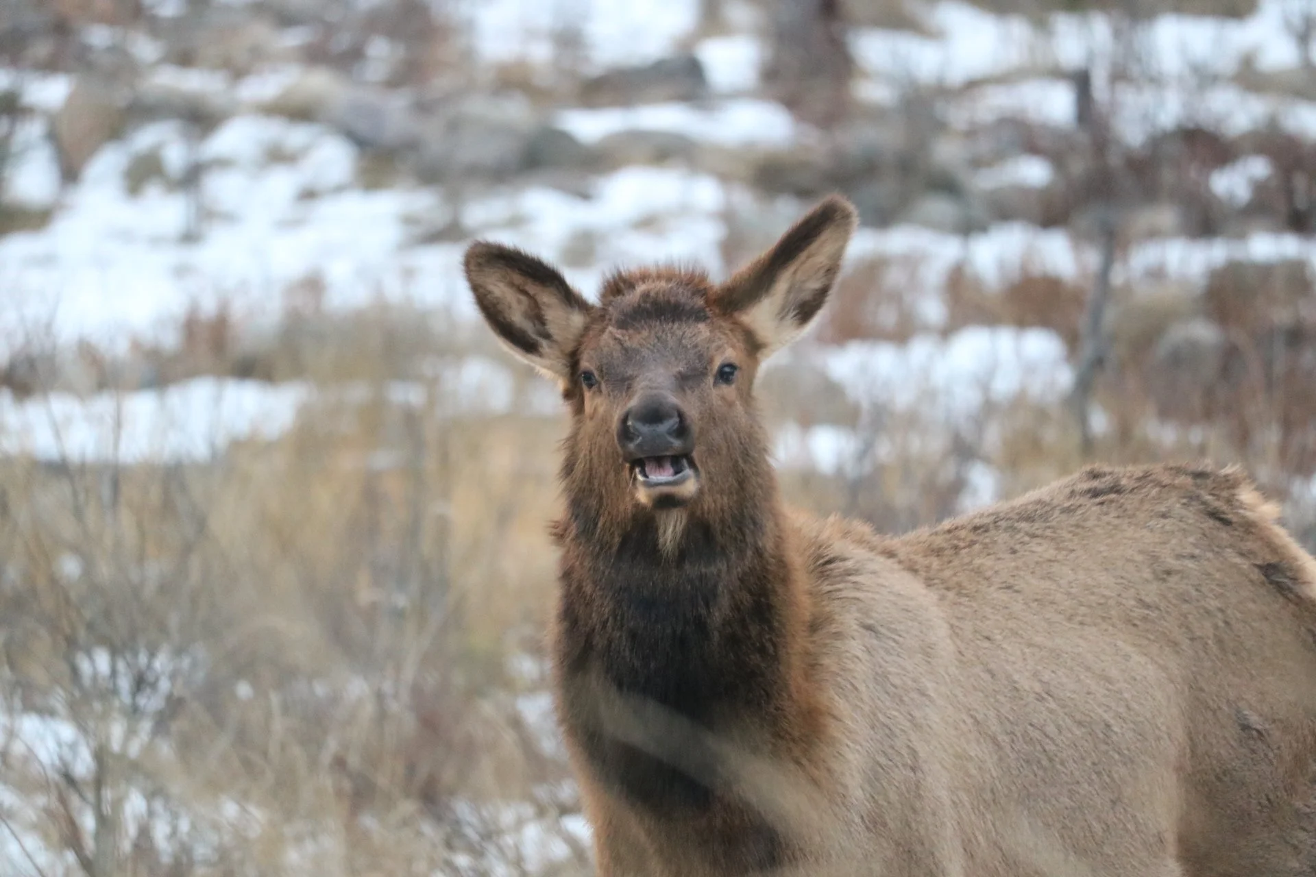jasper + the dry December