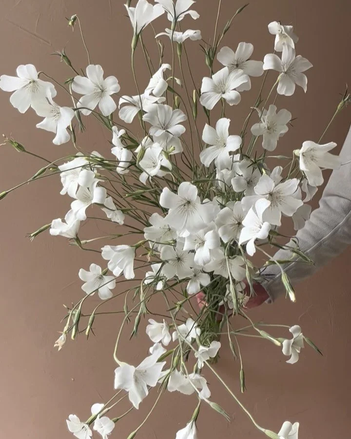 Straight out of our garden, straight into your vase.

@colwoodurbanfarm&rsquo;s seeds reignited my love for Agrostemma. I haven&rsquo;t grown it since 2019, but, six years later, I am so thankful to harvest armloads again 🤍