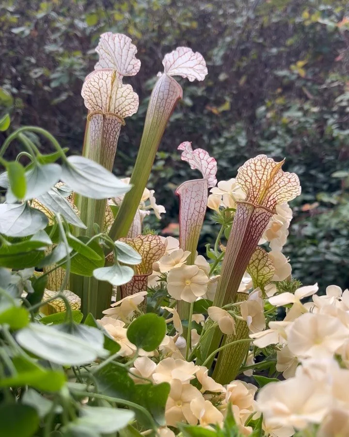 BTS of our October 1:1 mentorship with @ikigai.florals on Salt Spring Island 🌼. 

Our private floristry mentorships are 1:1 sessions tailored to your goals- from floral mechanics &amp; composition to pricing, portfolio building, business insights an