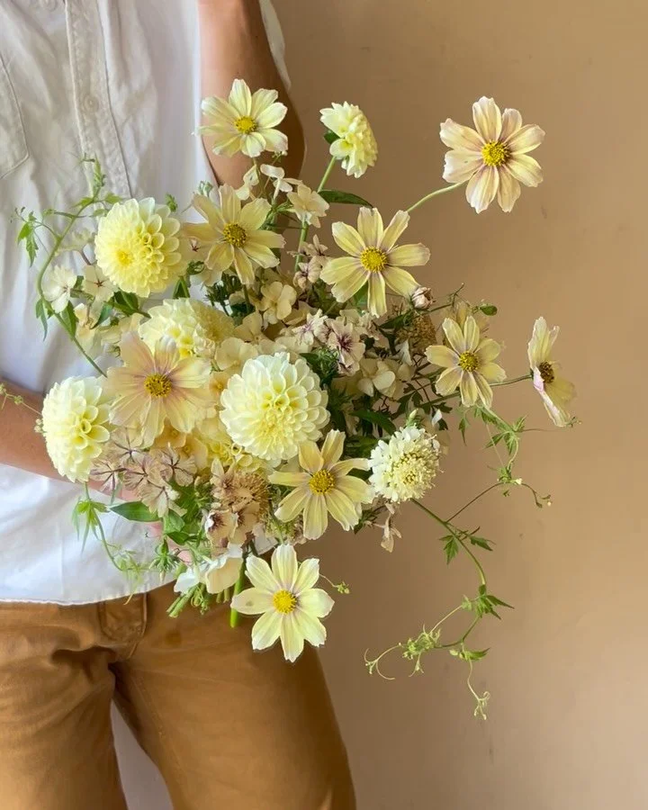 For the fleeting love of Apricot Lemonade Cosmos 🌼