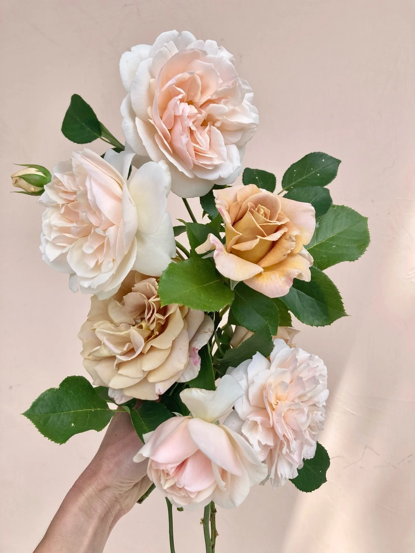 Our rose garden is a bit unpredictable, but that's what makes it perfect. Blooms pop up when they want, add beauty for a few days, and take up a fair amount of space- but honestly, we wouldn't trade them for the world. Stars align when we get to tuck