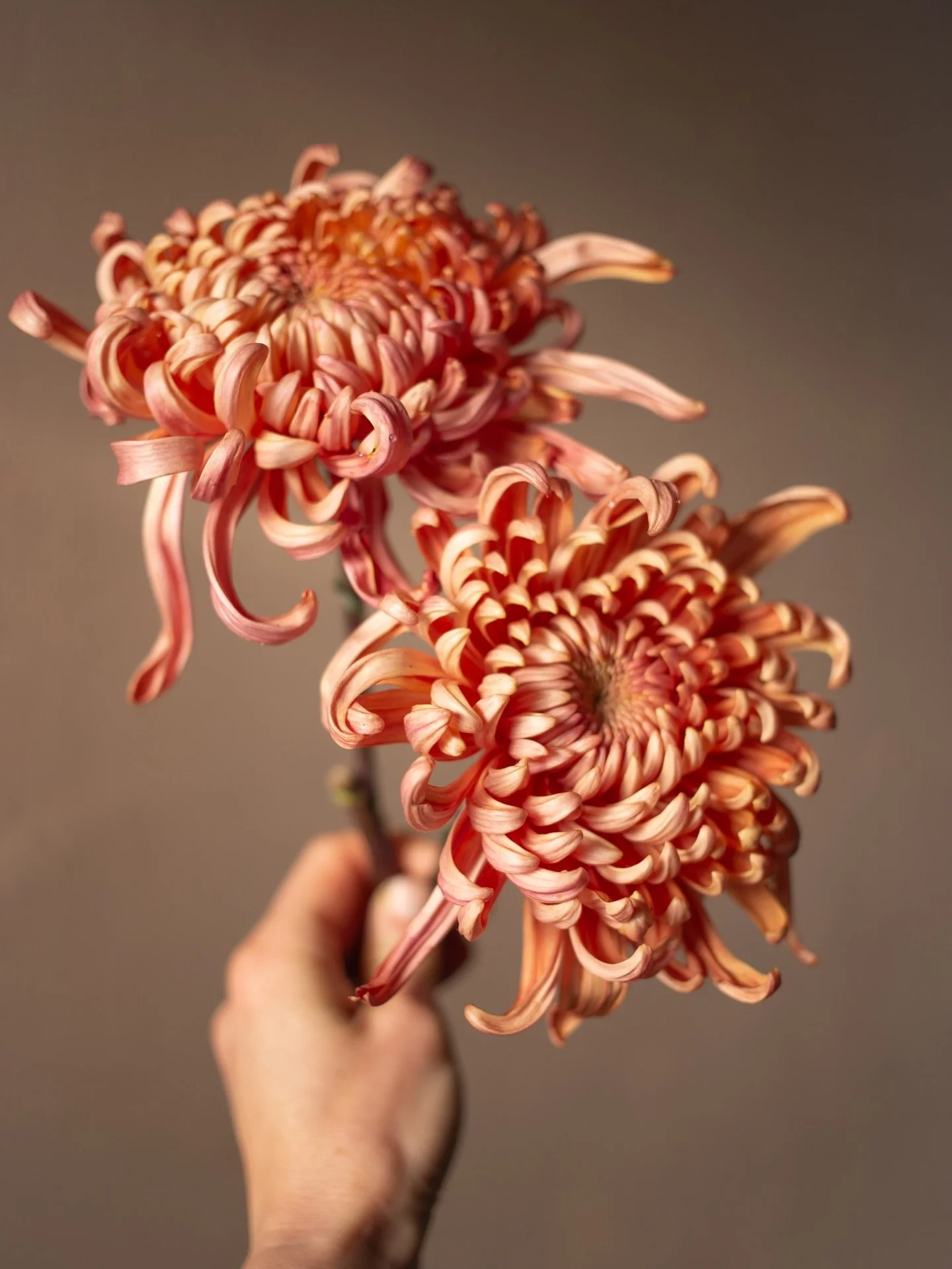 One more for these gorgeous heirloom chrysanthemums, because I am still in awe of local growers who push our growing season through to NOVEMBER. @rockrose.farm gives us so many things to look forward to every month of the year (this unique timeframe 