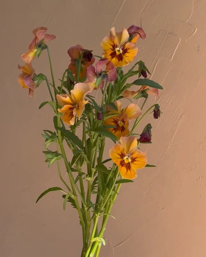 Flowers I can&rsquo;t wait to hold again. Yes, this is an excessively long list. No, I can&rsquo;t choose favourites. Island-grown perfection from:

@rockrose.farm 
@flowerfaceflowerfarm 
@twylasflowerfarm 
and our cutting garden(!)