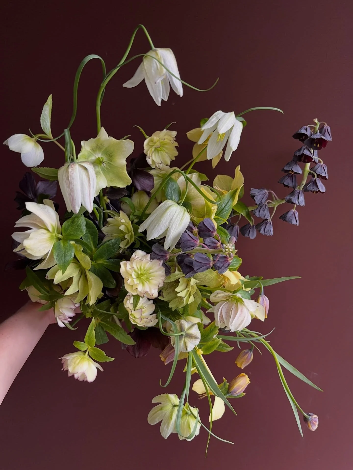Fritillaria and hellebore in early April, what more could you need?(if you answered &lsquo;nothing&rsquo;, I couldn&rsquo;t agree more)

Locally grown by
@rockrose.farm 
@fleurisorchardandblooms 
@constance_cope