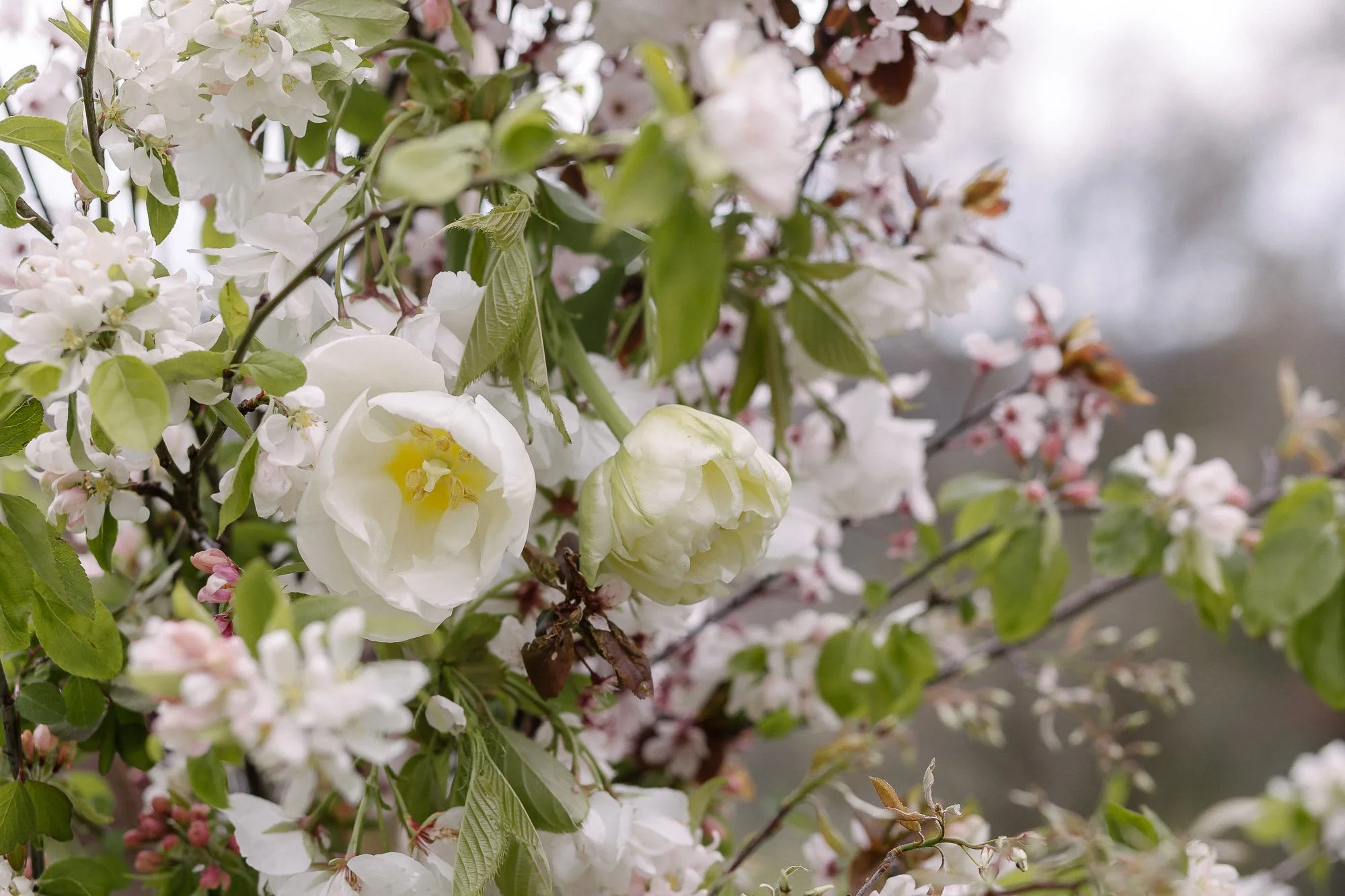 DeerleapFlorals_001.jpg