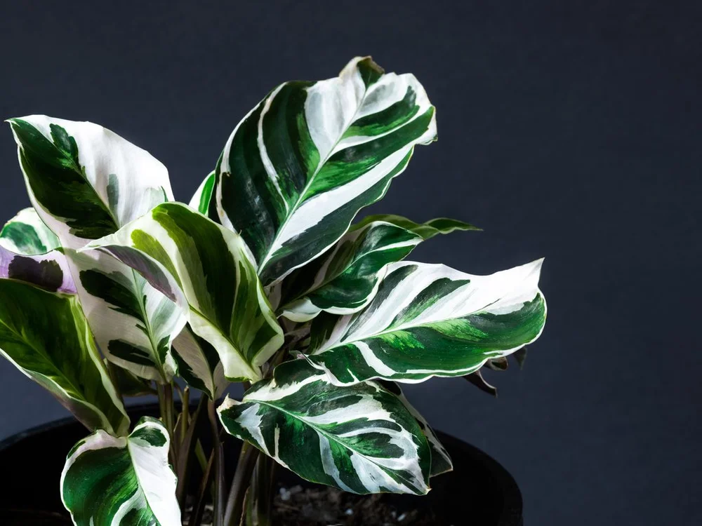 Calathea  Michaleen's Plants