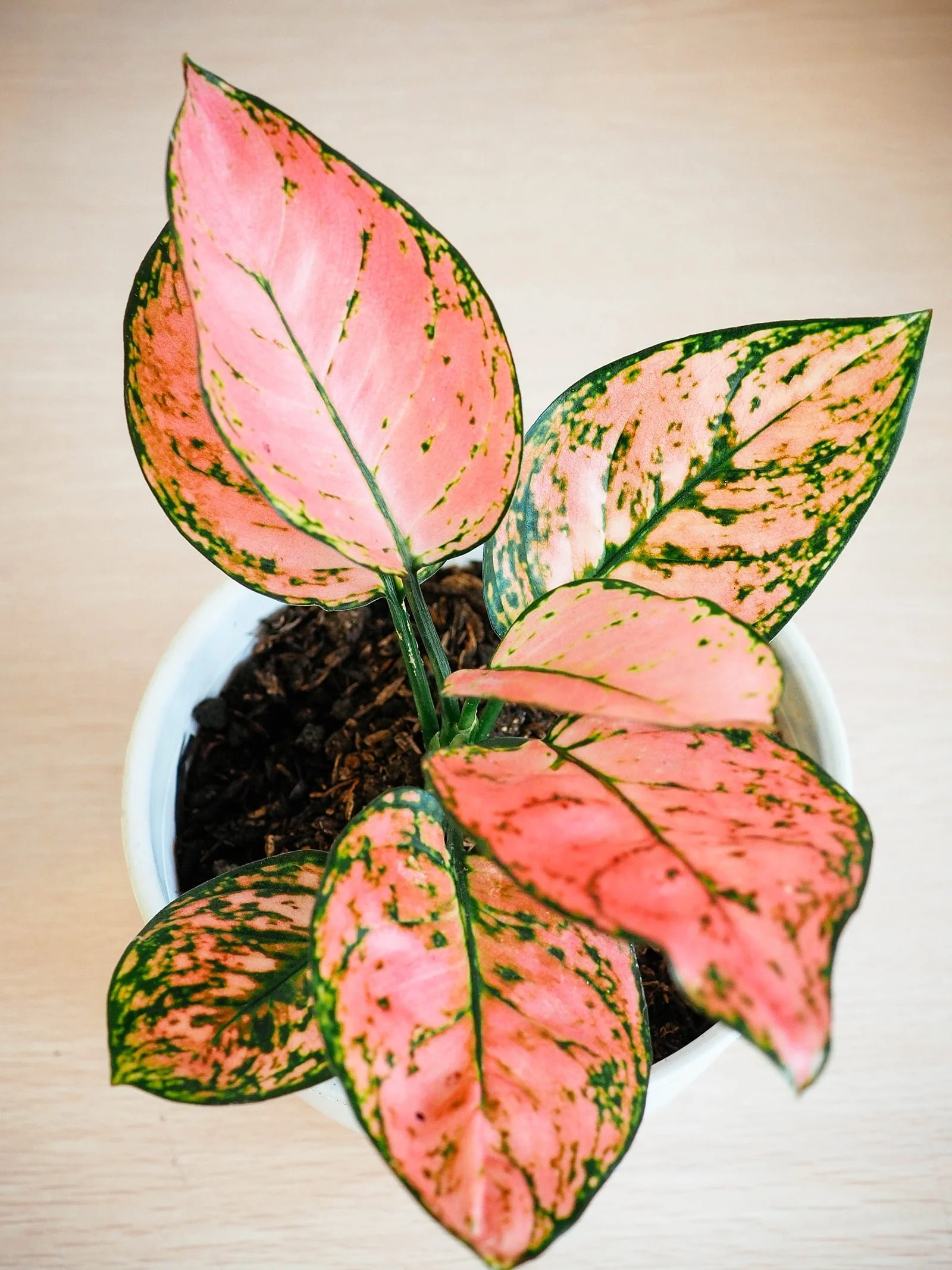 aglaonema-feature.jpg