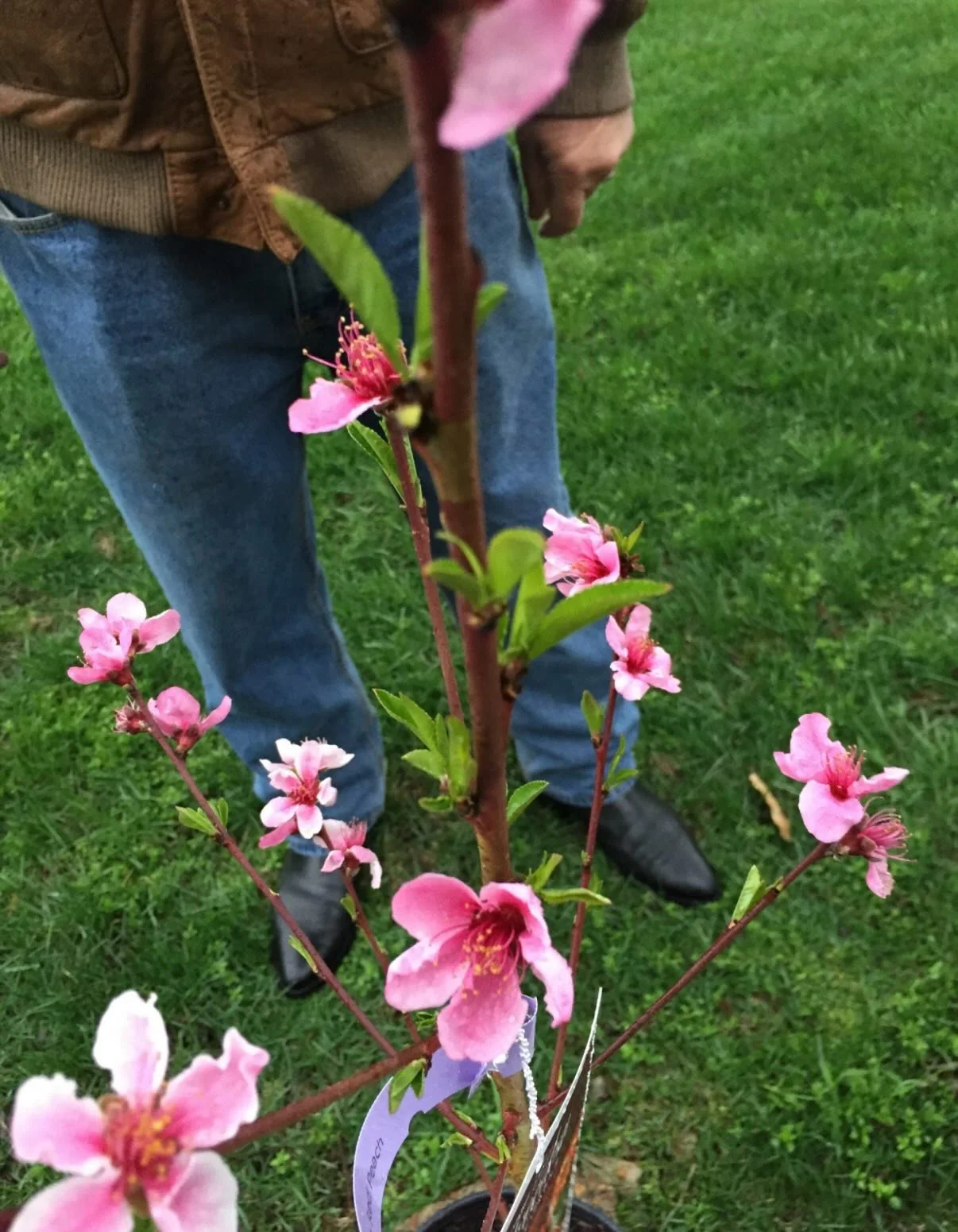 My dad surprised me with these peach trees years ago. We planted them together in my backyard, and ever since, I&rsquo;ve watched them season after season&mdash;waiting, hoping, wondering if they&rsquo;d ever truly flourish. There were years when the