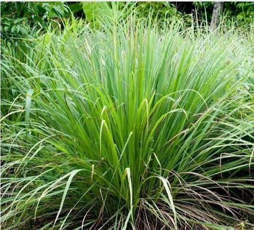 Lemongrass.jpg