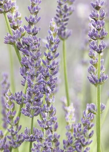 Lavender Plant.jpg