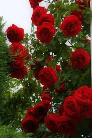 Rose .jpg