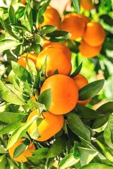 orange.jpg