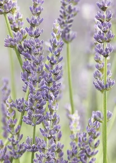 Lavender Plant.jpg